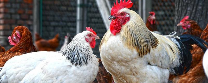 家禽安全越冬技术，这六项防寒措施是重中之重