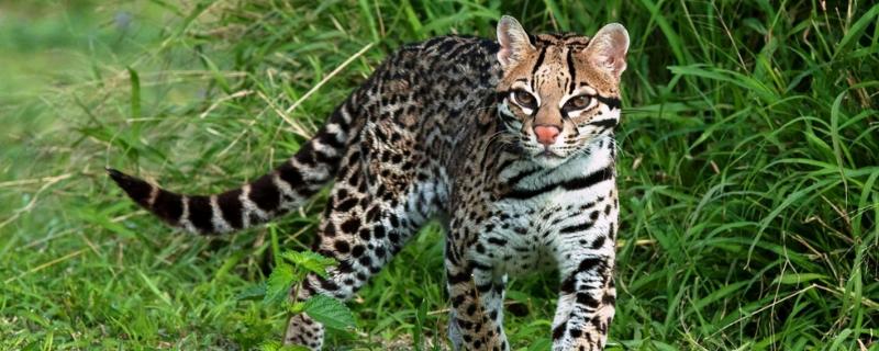 豹猫是几级保护动物，以及它的特征（豹猫是多少级保护动物）