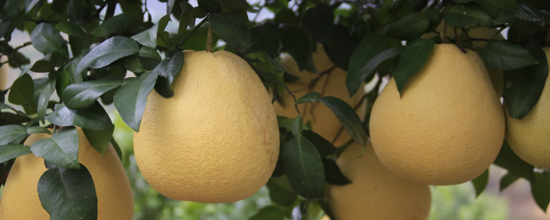 马家柚通常在什么时候成熟，附马家柚的品质特性和主要价值