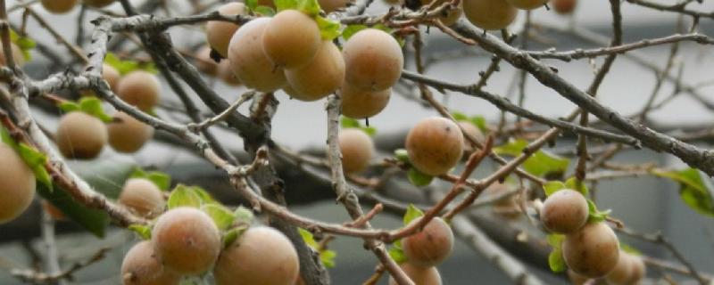 黑枣树种植几年结果 黑枣树生长速度