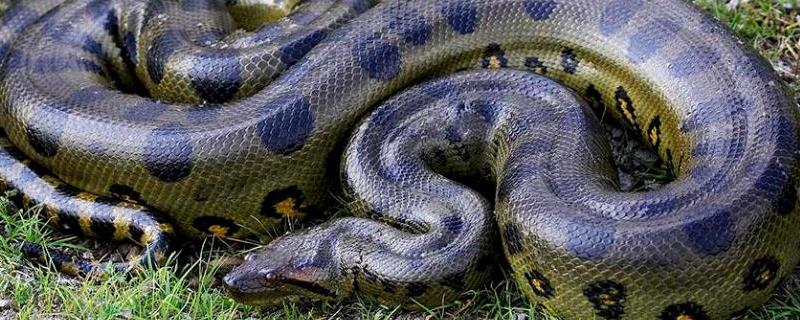蟒蛇属于国家几级保护动物，蟒蛇的种类有哪些