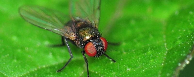 绿头苍蝇，附形态特征及生命周期 大头金蝇成虫的形态特征为
