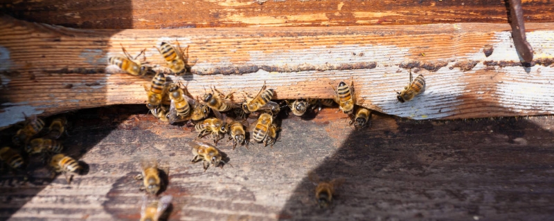 蜜蜂的群体生物学特性，蜜蜂的行为 蜜蜂的集群分布反应了蜜蜂种群的空间特征