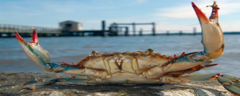 刚死掉的梭子蟹可以吃吗，梭子蟹各方面的介绍