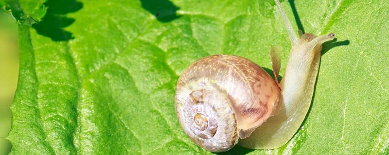 薄球蜗牛形态特征，防治方法有哪些 蜗牛的防治措施