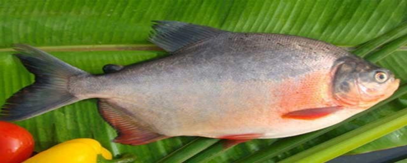 红鲳鱼是有毒食物吗，红鲳鱼的来源和养殖环境的介绍