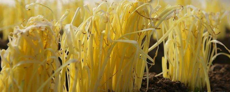 韭黄种植技术，附韭黄的疾病防治 韭黄种植最新技术