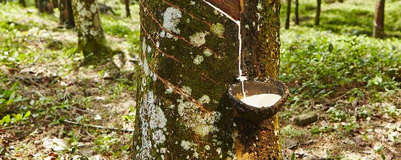 橡胶树的寿命有多长，主要分布在哪 橡胶树的寿命有多长,主要分布在哪个地区