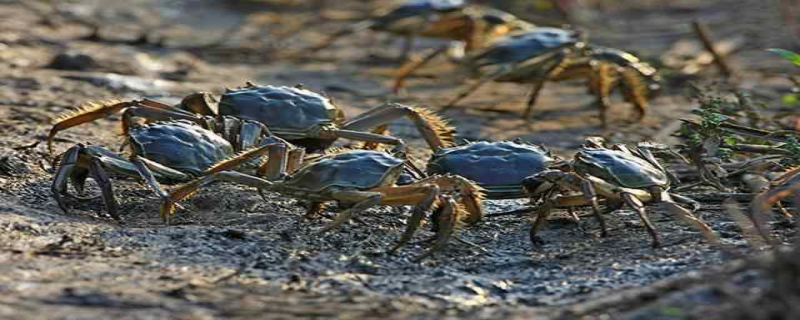 应选择冷冻还是选新鲜的河蟹来吃，附河蟹的基本介绍
