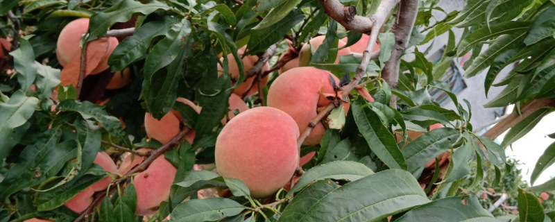 映霜红桃成熟时间是什么时候，关于映霜红桃品种的介绍