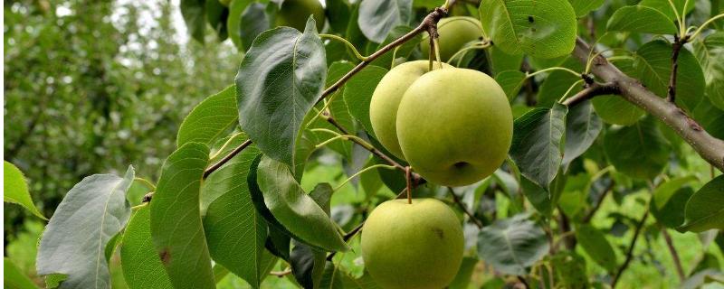 梨树常见病虫害有哪些，附防治方法 梨子树病虫害的种类及防治方法