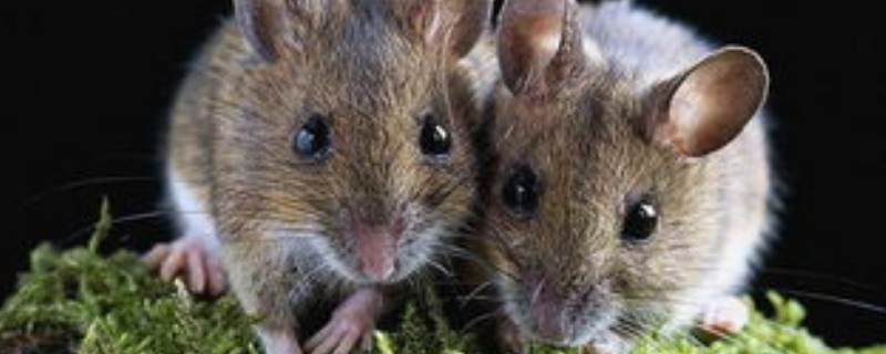 老鼠是如何繁殖的，附老鼠的防治 老鼠怎样繁殖