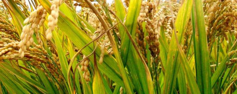 水稻种子处理技术，附晒种方法（水稻种子处理技术要点）