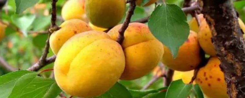 山杏是落叶还是常绿植物，附山杏生长习性