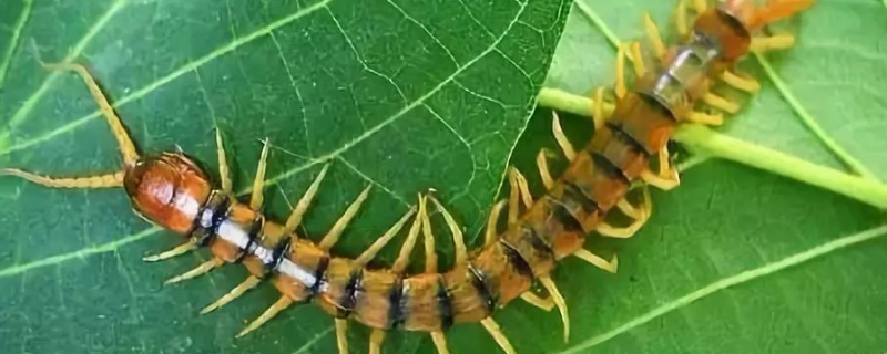 蜈蚣如何繁殖，蜈蚣的作用有哪些（蜈蚣在什么环境下繁殖）