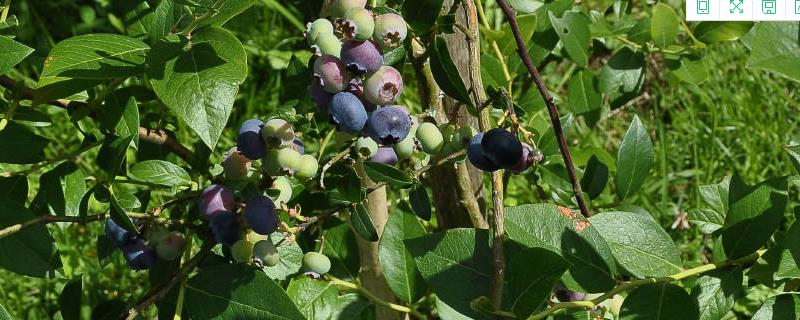 蓝莓种植技术，附品种特性（蓝莓种植品种选择）