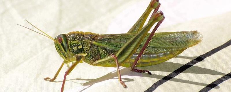蝗虫种类介绍，不同种类各具特点 蝗虫的类别和特点