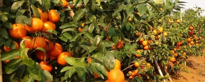 柑橘病虫害防治与用药（柑橘病虫害防治与用药的网站）