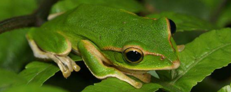 小青蛙如何过冬，附青蛙的生长习性 小青蛙的生长环境