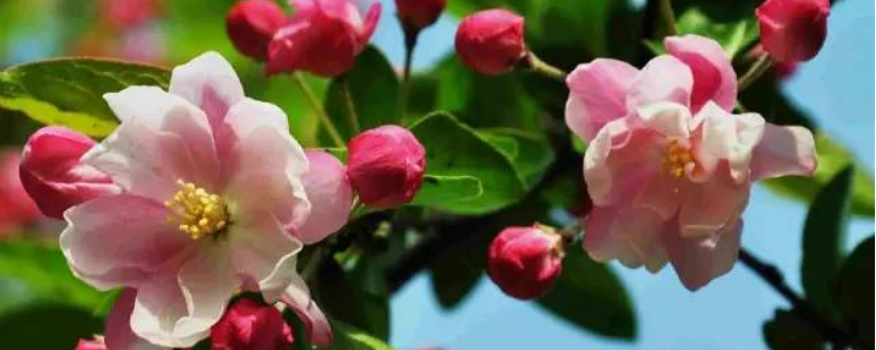 西府海棠是常绿还是落叶乔木，附繁殖方法