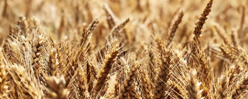 割麦一般在什么时候进行，怎么判断麦子成熟没有