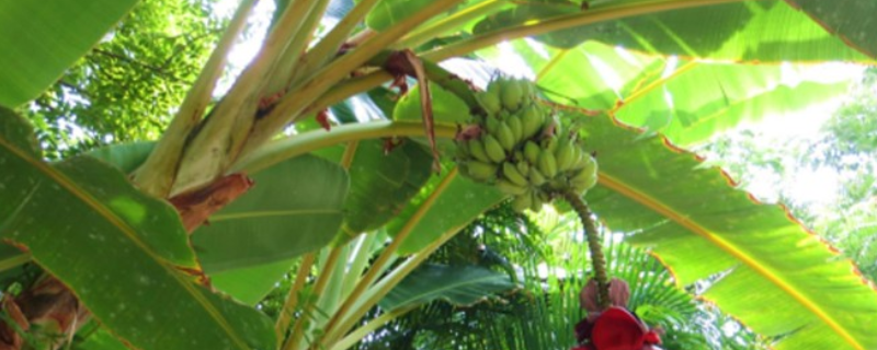 芭蕉树结果需要几年，区分香蕉和芭蕉的方法