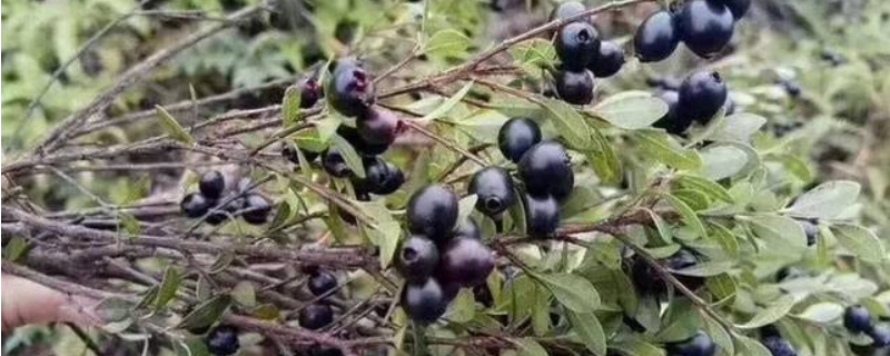 什么水果跟蓝莓长得很像，主要有这几种