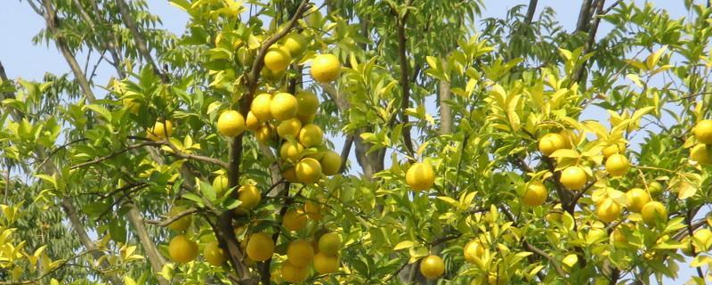 柚子树的栽培技术，详细介绍 柚子树怎样栽培