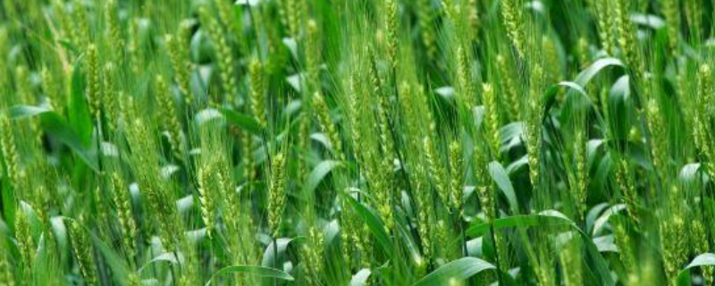 小麦底肥配比是多少，要怎么施肥 小麦施底肥的标准配比怎样合理