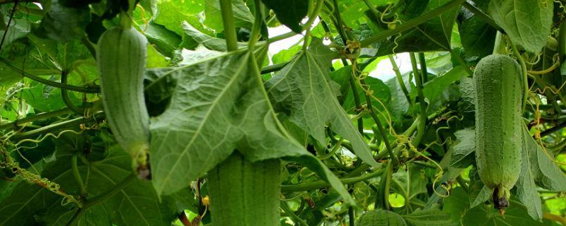 盆栽丝瓜的种植方法，详细介绍 盆栽丝瓜的种植方法,详细介绍图片