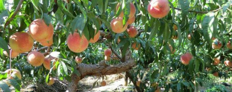 桃子的栽培技术，土肥水管理（桃树土肥水管理）