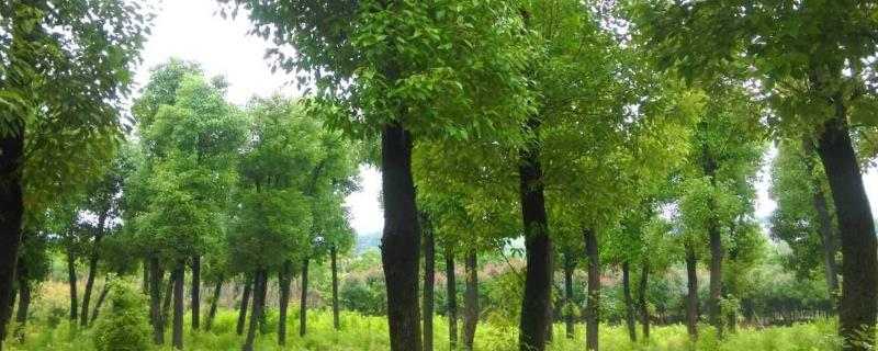 香樟树特点，常栽种在矿区和城市中（香樟树的适应地区）