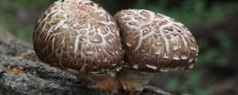 椴木香菇栽培技术，附病虫害防治 椴木香菇高产栽培技术