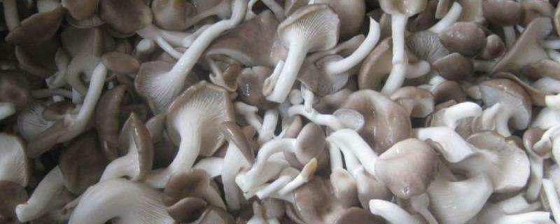 凤尾菇多少钱一斤 凤尾菇菌种多少钱一袋