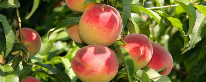 桃子结果需要几年，常见品种有哪些 生产上常见的桃品种