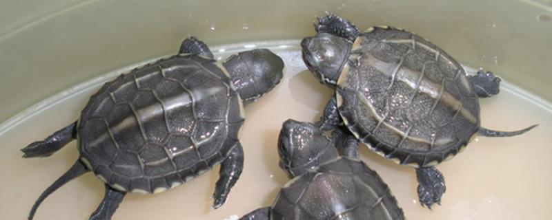怎样区分安徽草龟与中华草龟，怎样辨别中华草龟的雌雄