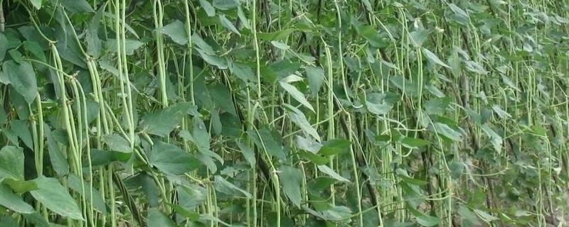 豇豆种植技术，2-8月份露地播种种植（豇豆露地栽培技术）