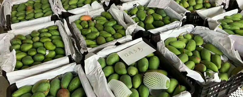 越南芒果的上市时间，芒果主要品种有哪些