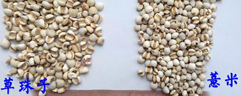 草珠子和薏米有什么不同，如何区分薏米和草珠子