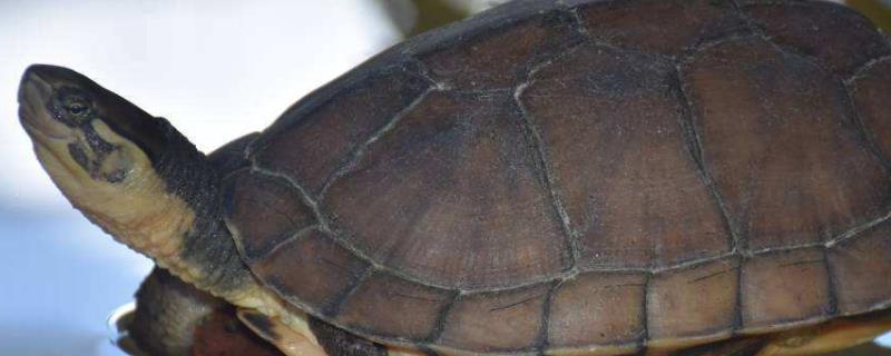 纯种越南石金钱龟的鉴别，可从外形、头部、眼睛和体重方便鉴别