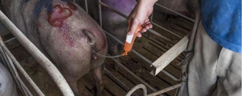 猪怎么人工授精，有哪些技术要点 猪人工授精技术的步骤及方法