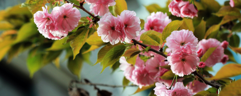 日本晚樱是落叶还是常绿植物，关于日本晚樱的基本介绍
