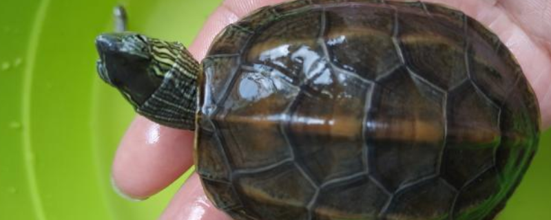 花草杂龟和草龟有什么不同，获取花草杂龟的途径有哪些
