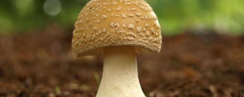 蘑菇种植技术，注意控制温、湿度 蘑菇养殖温度要求