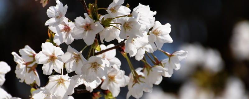 日本早樱是落叶还是常绿树木，附日本早樱种植方法