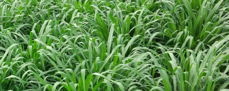 皇竹草和甜象草有什么不同，从形态、生长环境等方面来区分