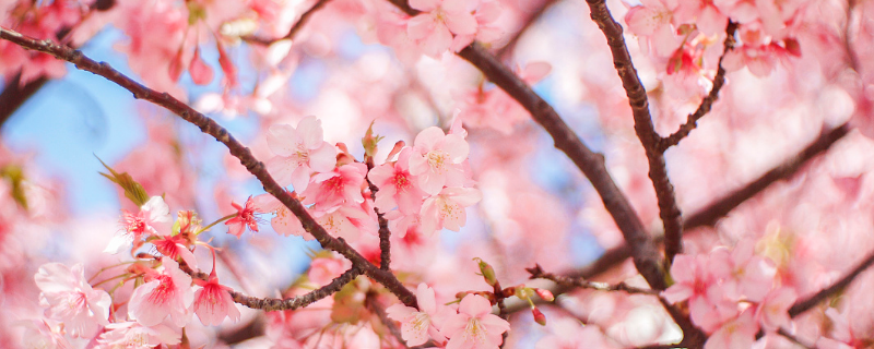 早樱属于落叶还是常绿乔木，樱花的主要品种有哪些