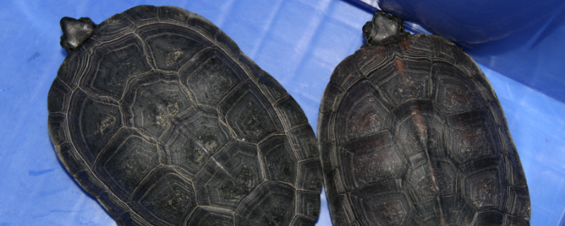黑颈龟草龟有什么不同，各有什么特点