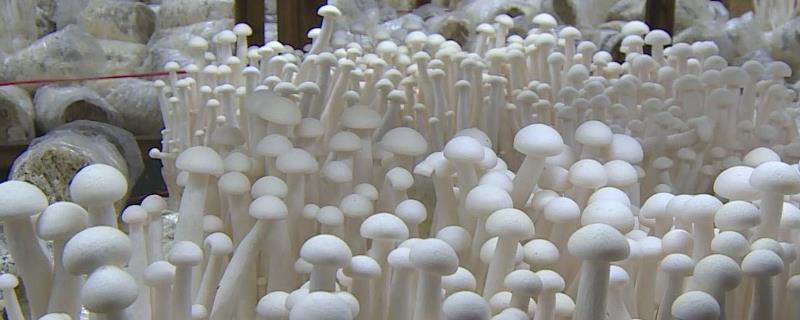 海鲜菇栽培技术，附酸碱度要求（海鲜菇的栽培与管理）