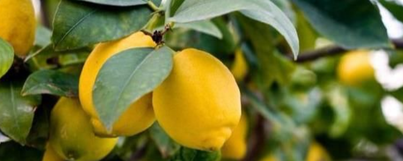 柠檬果树结果需要几年，附柠檬树的种植条件
